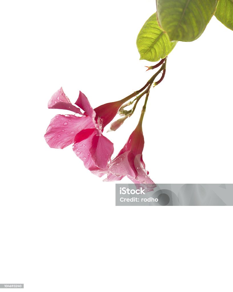 Isolierte Pink Petunie - Lizenzfrei Baumblüte Stock-Foto