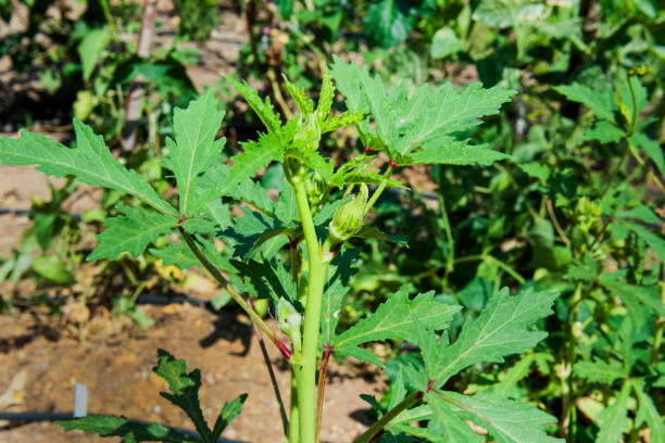 istock Baby Okra in garden 1046934334