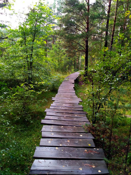 istock Wet wooden path after rain in a forest 1046942636