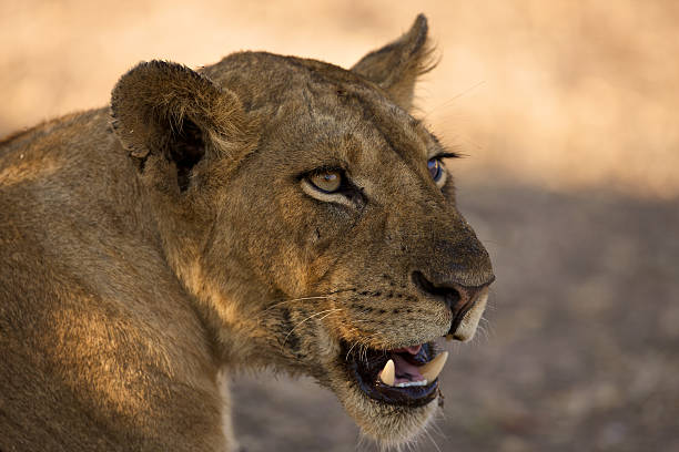istock Portret of a lioness 104694321