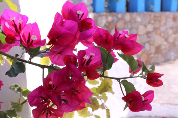 ブーゲンビリアの花、ギリシャ - clear sky flower part flower macro ストックフォトと画像
