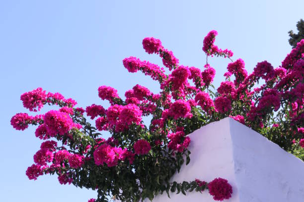 Greece, Greek islands, Southern Europe,  Bougainvillea
