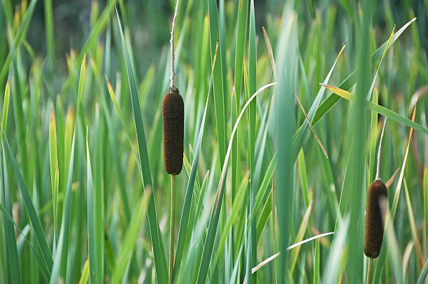 Cattails and reeds stock photo