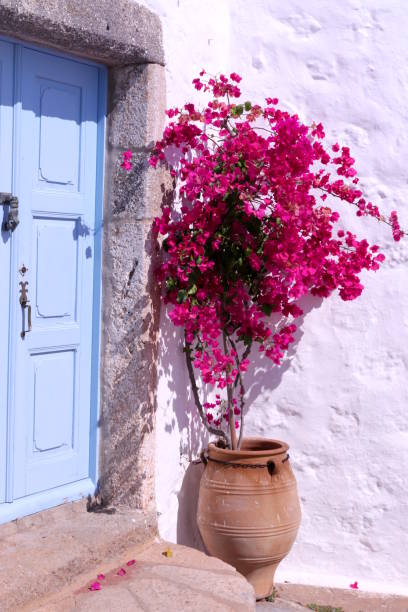 White building with blue door and pink flowers, Bougainvillea, Greece Greece, Greek islands, Southern Europe,  Bougainvillea, flower, tradition, decoration ikaria island stock pictures, royalty-free photos & images