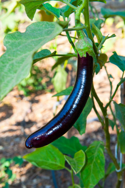 istock Eggplant in the garden 1046949186