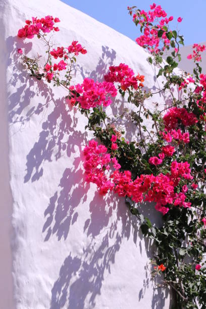 istock Bougainvillea flowers, Greece 1046949384