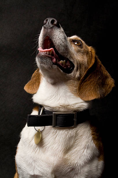 Purebred Beagle stock photo