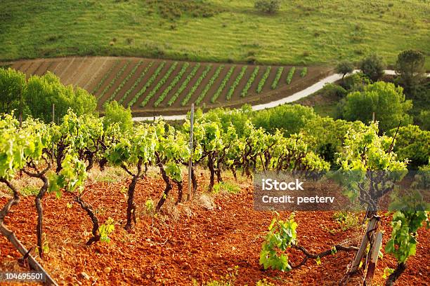 Foto de Vinhedos e mais fotos de stock de Agricultura - Agricultura, Ajardinado, Campo