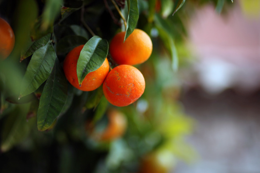 Closeup of Orange fruit hanging on plant