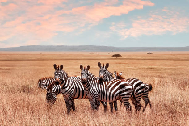 wild african zebras in the serengeti national park. wild life of africa. - zebra imagens e fotografias de stock