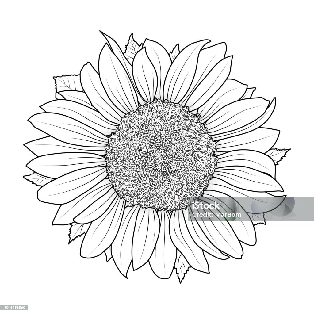 Ilustración de Girasol Para Colorear Vector Libro y más Vectores Libres de Derechos de Girasol - Girasol, Contorno, Dibujar - iStock Ilustración de Girasol Para Colorear Vector Libro y más Vectores Libres de Derechos de Girasol - Girasol, Contorno, Dibujar - iStock