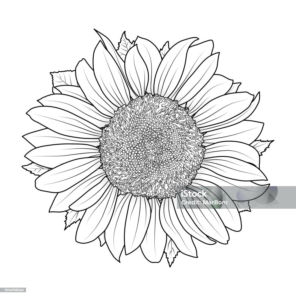 Sunflower for coloring book vector Sunflower stock vector