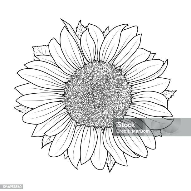 Sunflower For Coloring Book Vector Stock Illustration - Download Image Now - Sunflower, Drawing - Activity, Vector