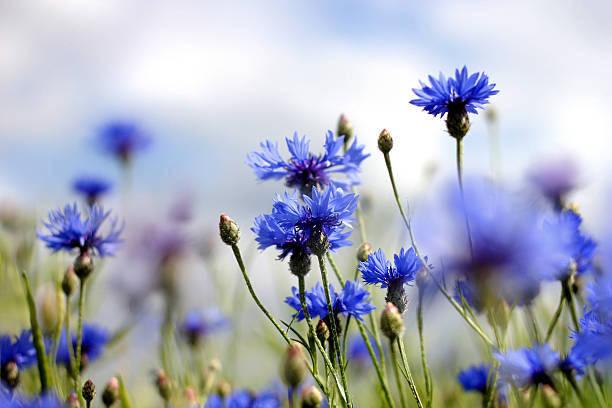 cornflowers  cornflower photos stock pictures, royalty-free photos & images