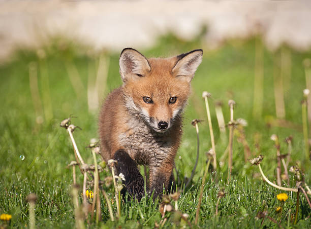 istock Baby Red Fox on the Prowl 104696056