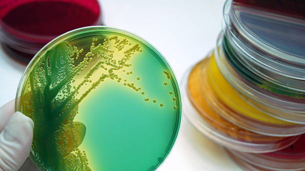 Microbiology, bacterial culture plates stock photo