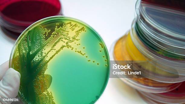 Microbiology Bacterial Culture Plates Stock Photo - Download Image Now - Lifestyles, Science, Bacterium