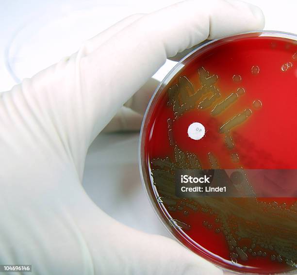 Strep Pneumoniae Sensíveis À Optochin - Fotografias de stock e mais imagens de Bactéria - Bactéria, Antibiótico, Disco de Petri