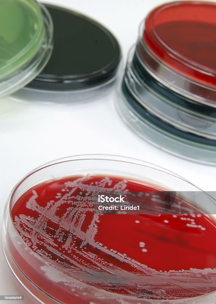 Coleção de fungos culturas com Staph. aureus - Foto de stock de Analisar royalty-free