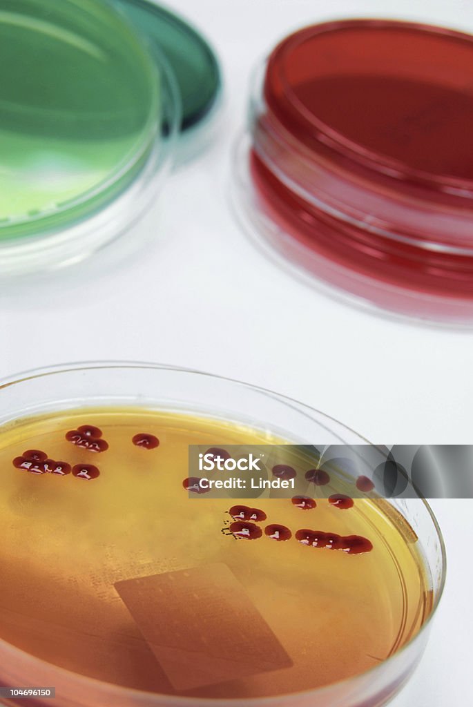 컬레션 세균 배양액을 1-2층 세라티아 마르세센스 - 로열티 프리 건강관리와 의술 스톡 사진
