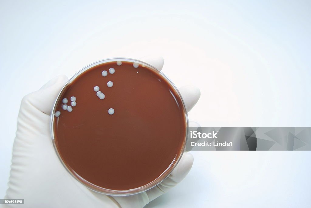 Staph. Aureus - Lizenzfrei Analysieren Stock-Foto