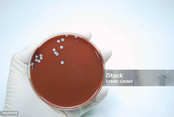 Staph Aureus Stockfoto und mehr Bilder von Analysieren - Analysieren, Antibiotikum, Bakterie