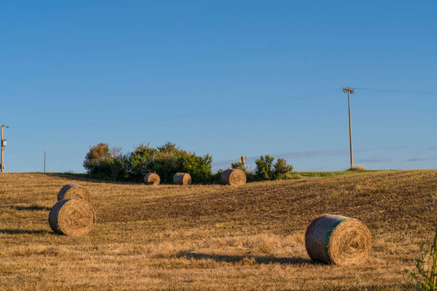 istock Hay balls at sunset 1046965226