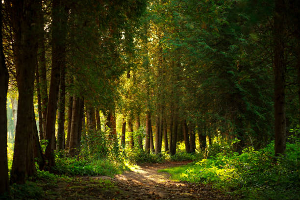 istock Trail path in botanical coniferous park in sunset light 1046968168