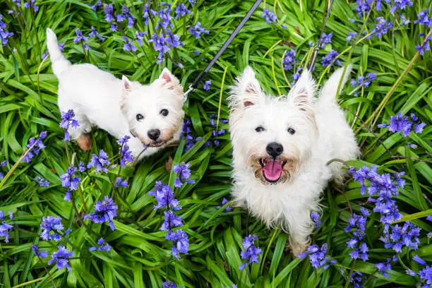 Dogs in spring flowers: west highland terrier westies in bluebells at Rolands Wood dog park, Kerikeri, Northland, New Zealand, NZ
