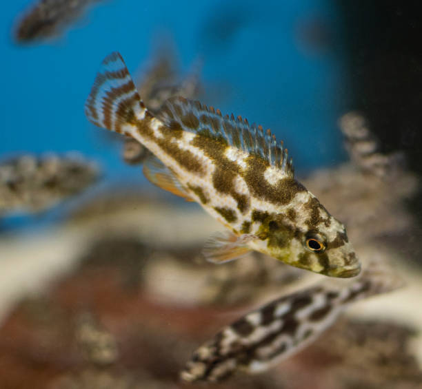 istock Livingston's Cichlid 1046969082
