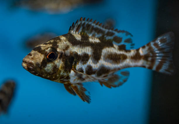 istock Livingston's Cichlid 1046969108