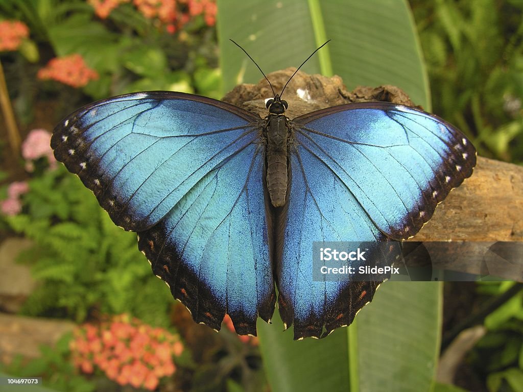 Magic azul - Foto de stock de Aire libre libre de derechos