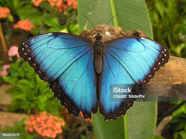 Magic Azul Foto de stock y más banco de imágenes de Aire libre - Aire libre, Ala de animal, Azul