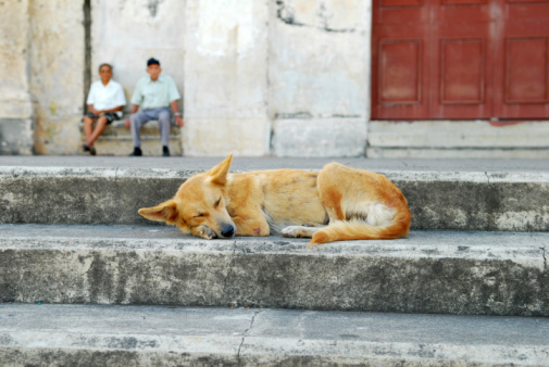 Dog sleeping on steps of church in Granada, Nicaragua