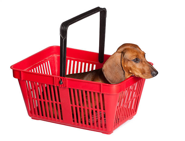 istock dachshund puppy sitting in the consumer basket 104697497