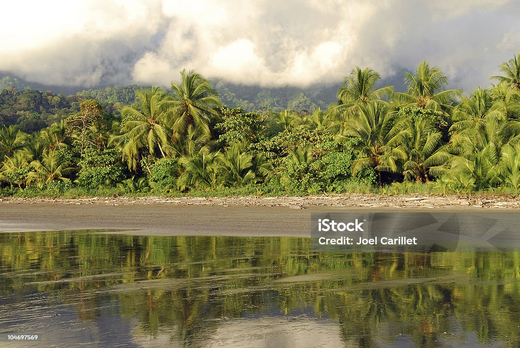 Jungle réflexion sur la plage près de Uvita, au Costa Rica - Photo de Bois flotté libre de droits