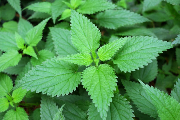 istock Stinging nettle out in the woods 1046976800