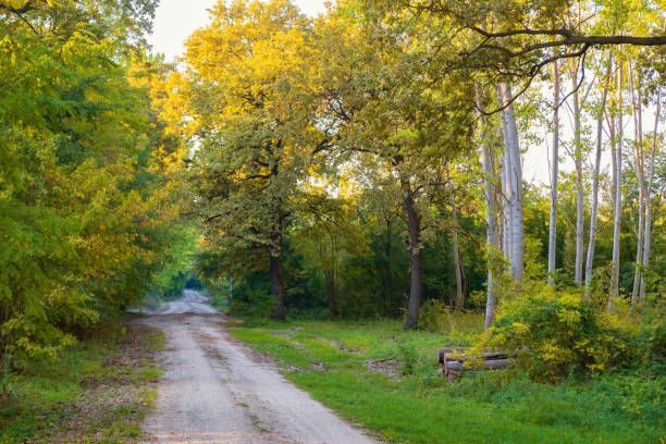 istock Woodstack near the dirt road in autumn forest 1046979840