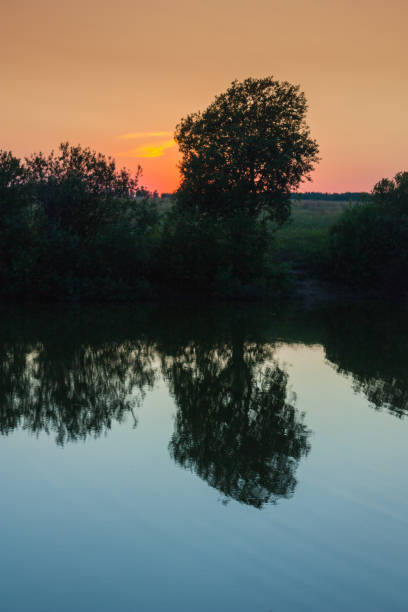 istock tree on the shore of lake at sunset 1046982880