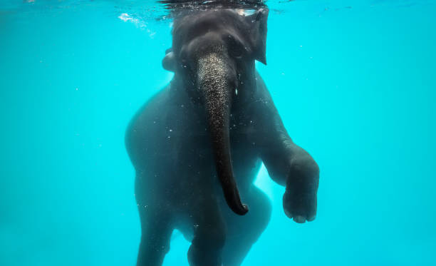 playful asian elephant bathing under the water