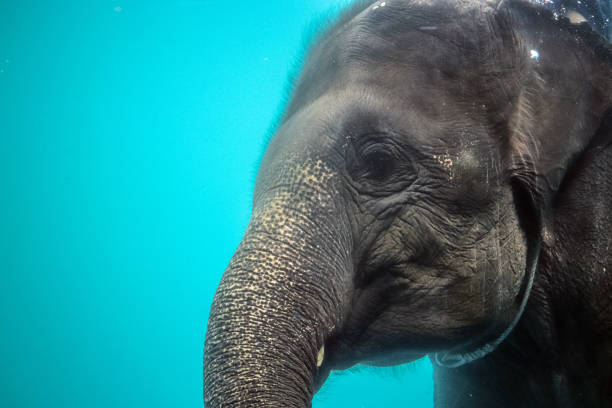istock playful asian elephant bathing under the water 1046983150