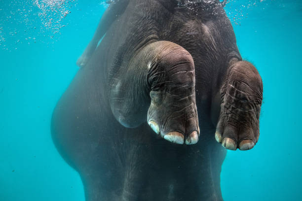 istock playful asian elephant bathing under the water 1046983156