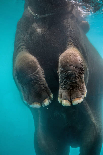 istock playful asian elephant bathing under the water 1046983158
