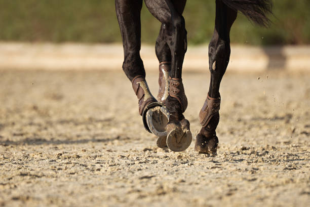 istock The horse runs on the sandy road 1046983560