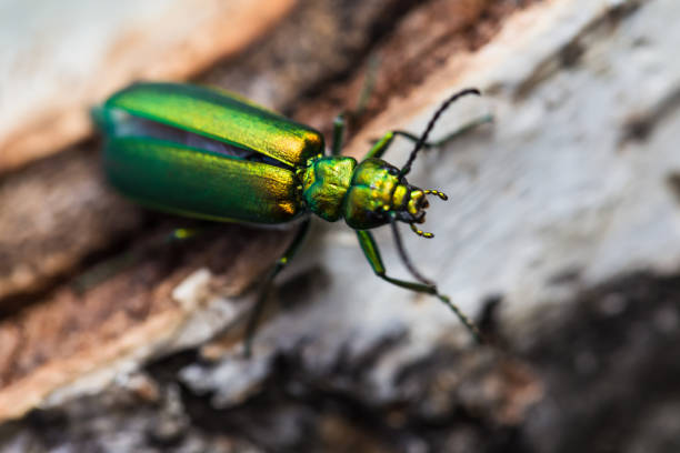 istock green beetle on a birch stump 1046983826