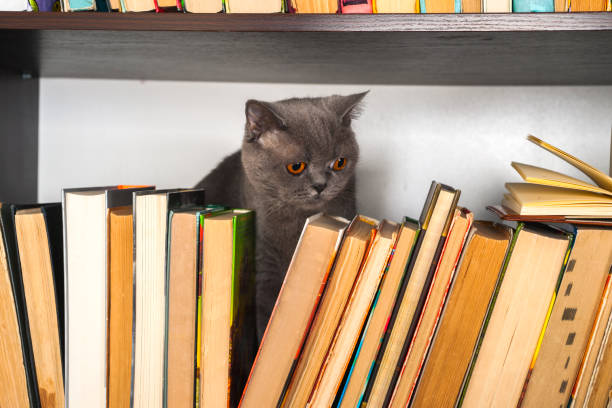 istock Cute l cat on shelf with books on light background. cat reading old book. 1046987604