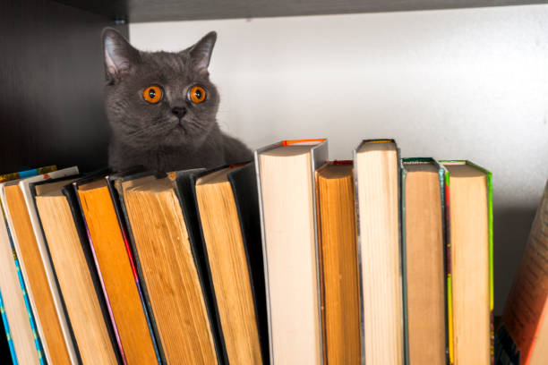 istock Cute l cat on shelf with books on light background. cat reading old book. 1046987682