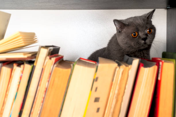 istock Cute l cat on shelf with books on light background. cat reading old book. 1046987766