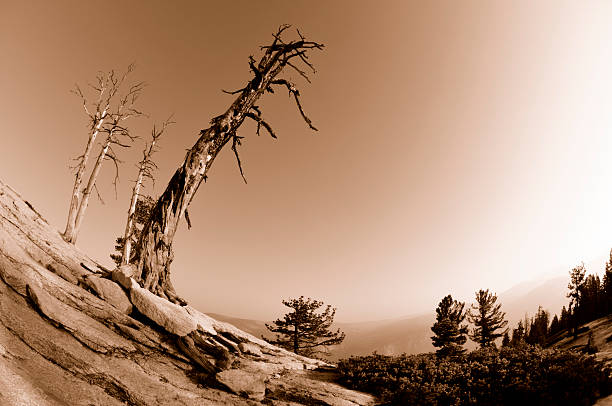 방전됨 목재 왜곡 - twisted branch tree california 뉴스 사진 이미지