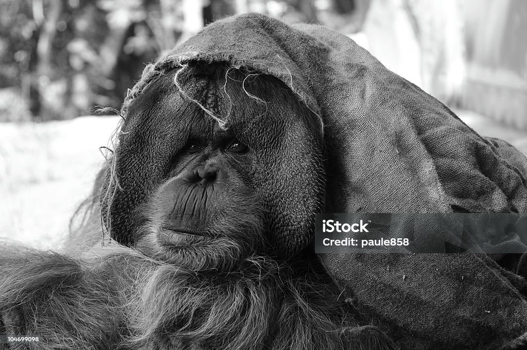 Суматранский орангутан - Стоковые фото Большой роялти-фри